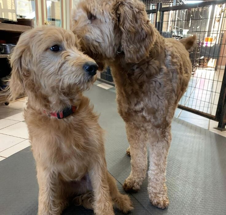 Images Wagg-n-Purr Retreat