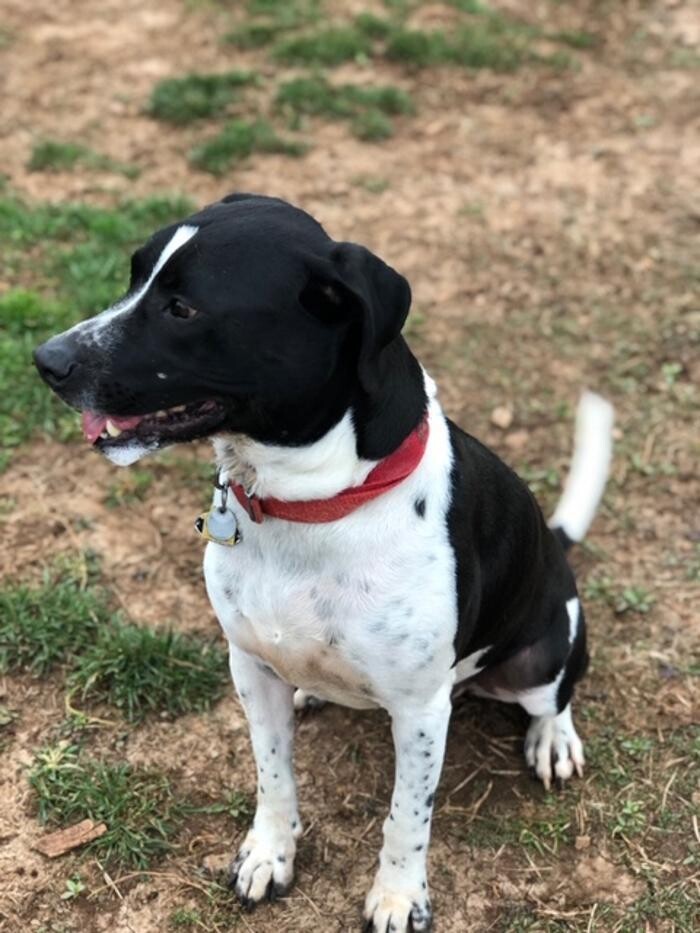 Images Wagg-n-Purr Retreat