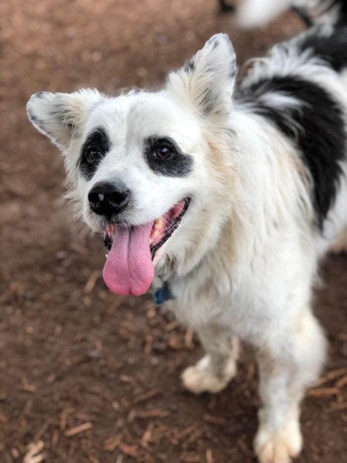 Images Wagg-n-Purr Retreat