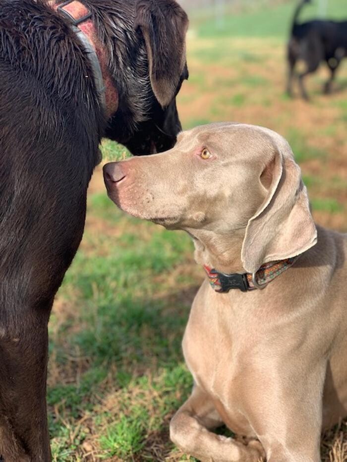 Images Wagg-n-Purr Retreat