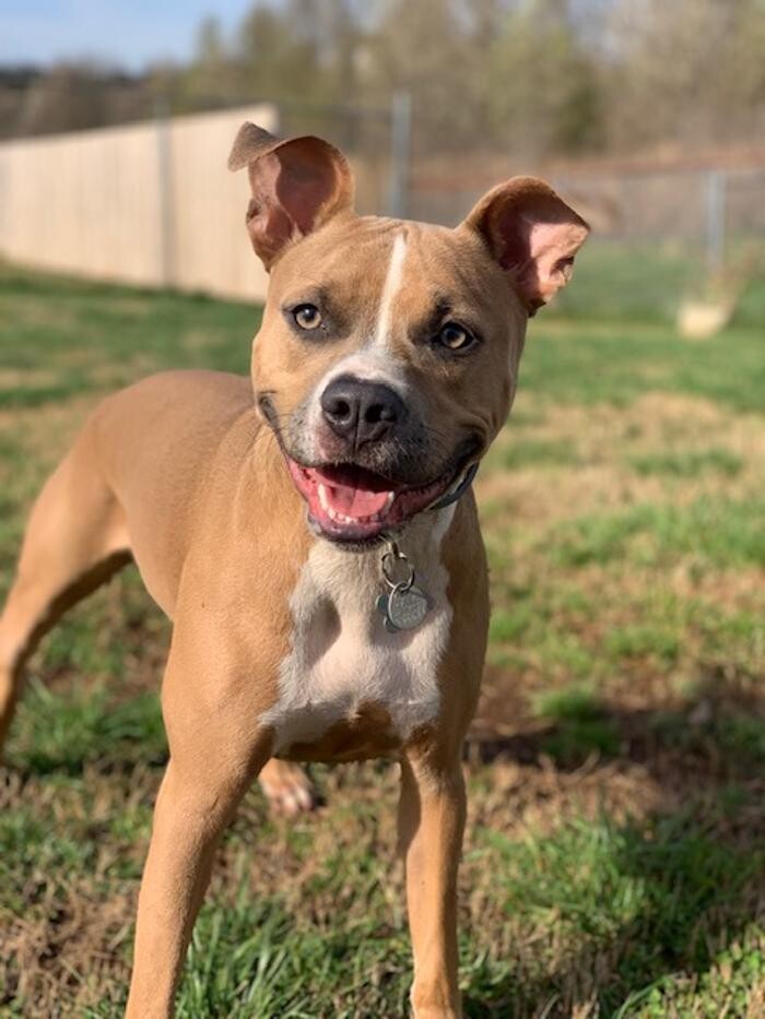 Images Wagg-n-Purr Retreat