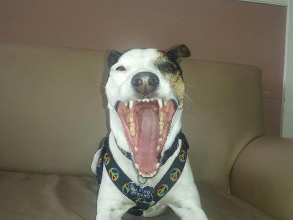 Images Wagg-n-Purr Retreat