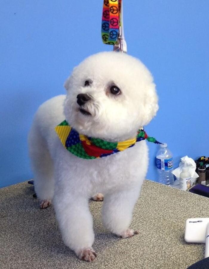 Images Wagg-n-Purr Retreat