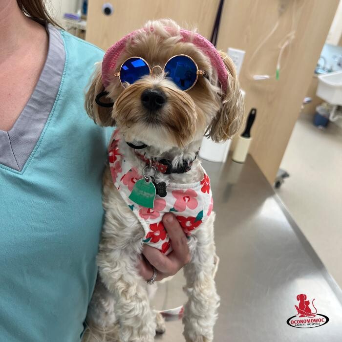 Images Oconomowoc Animal Hospital