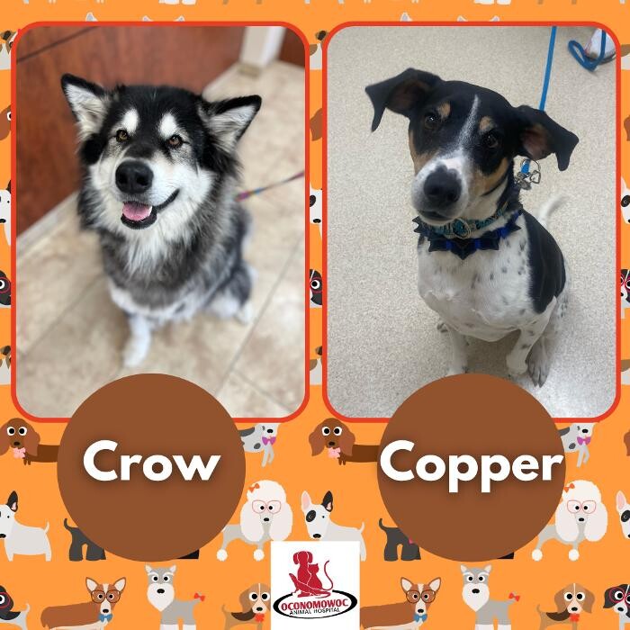 Images Oconomowoc Animal Hospital