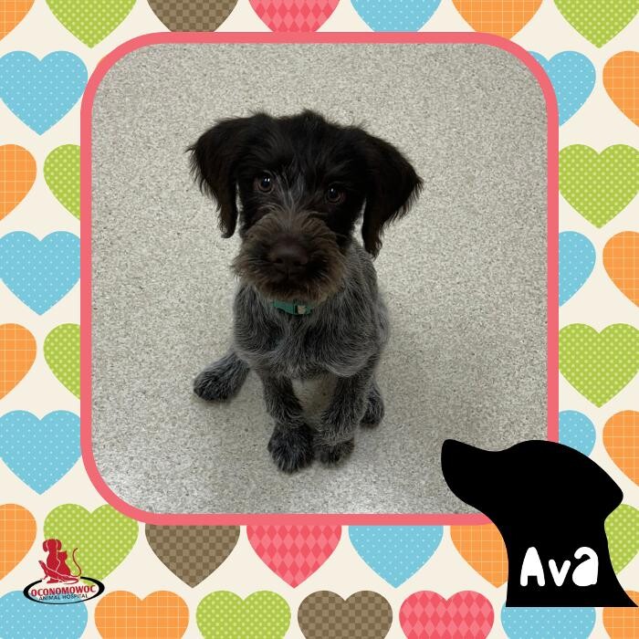 Images Oconomowoc Animal Hospital