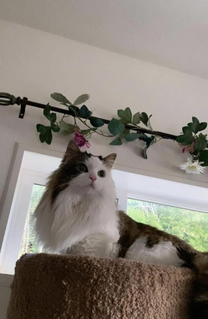 Images The Country Inn For Cats