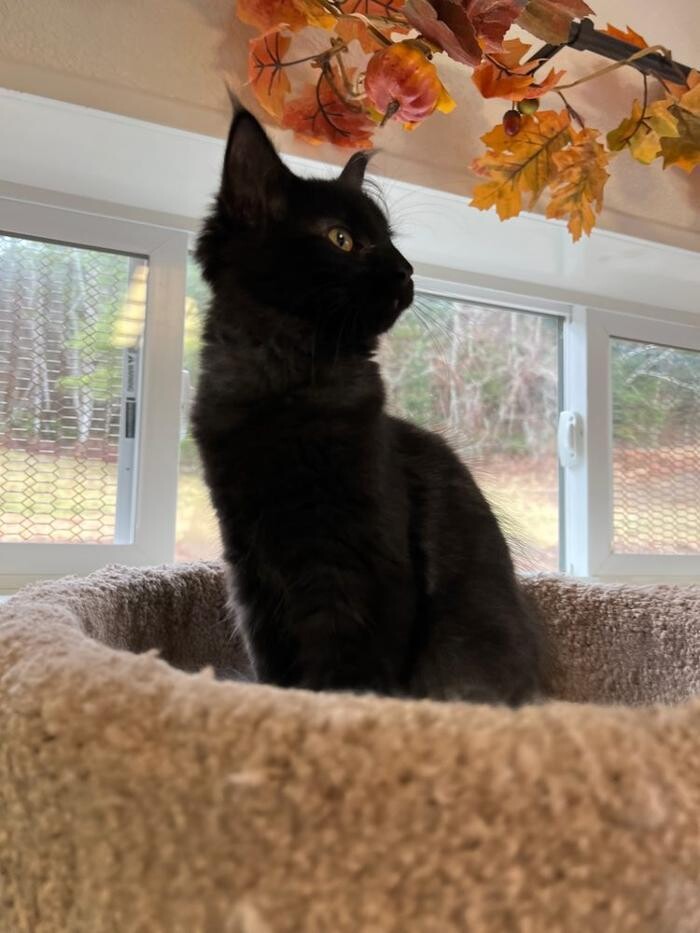 Images The Country Inn For Cats