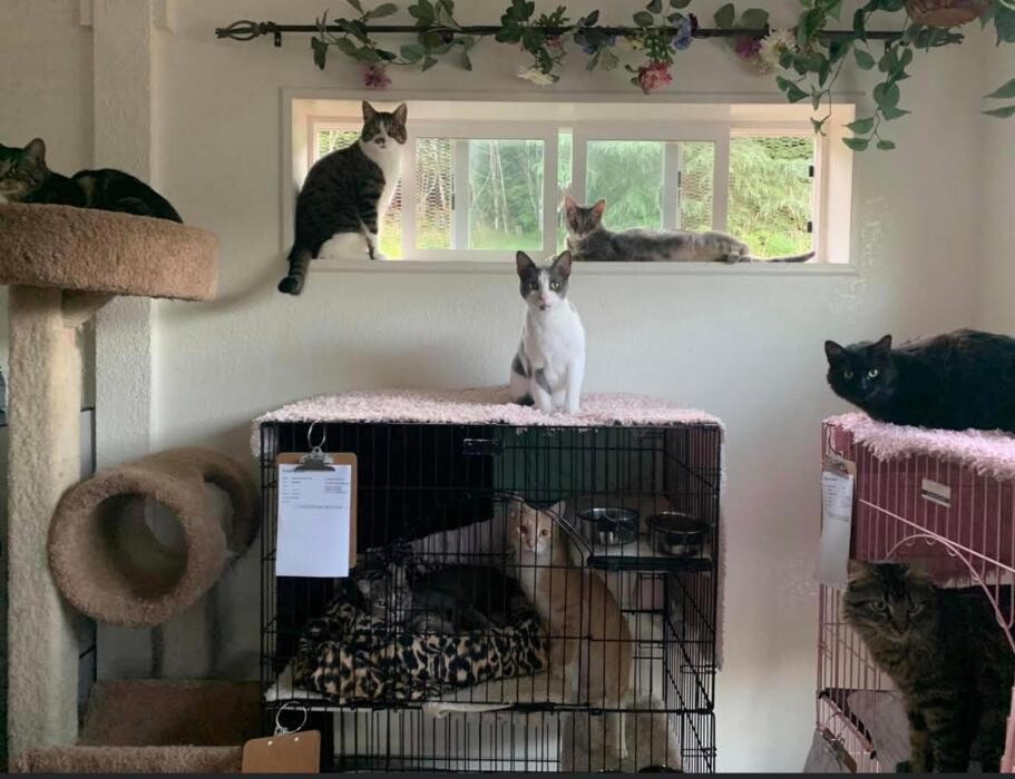 Images The Country Inn For Cats