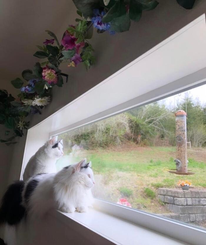 Images The Country Inn For Cats