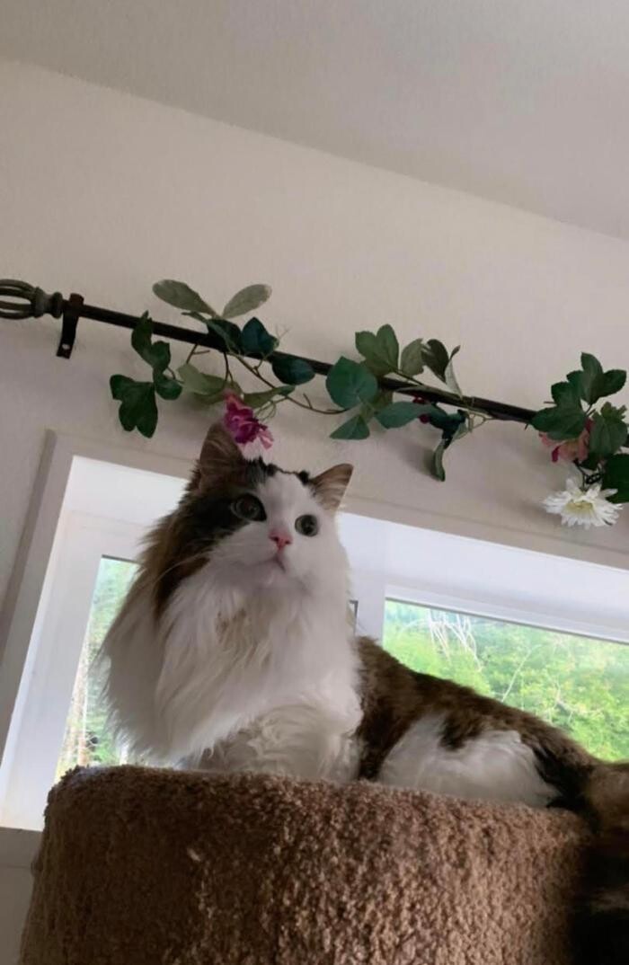 Images The Country Inn For Cats
