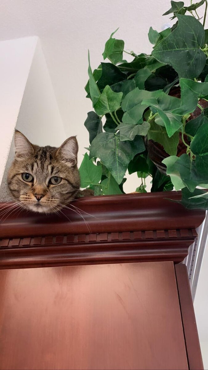 Images The Country Inn For Cats
