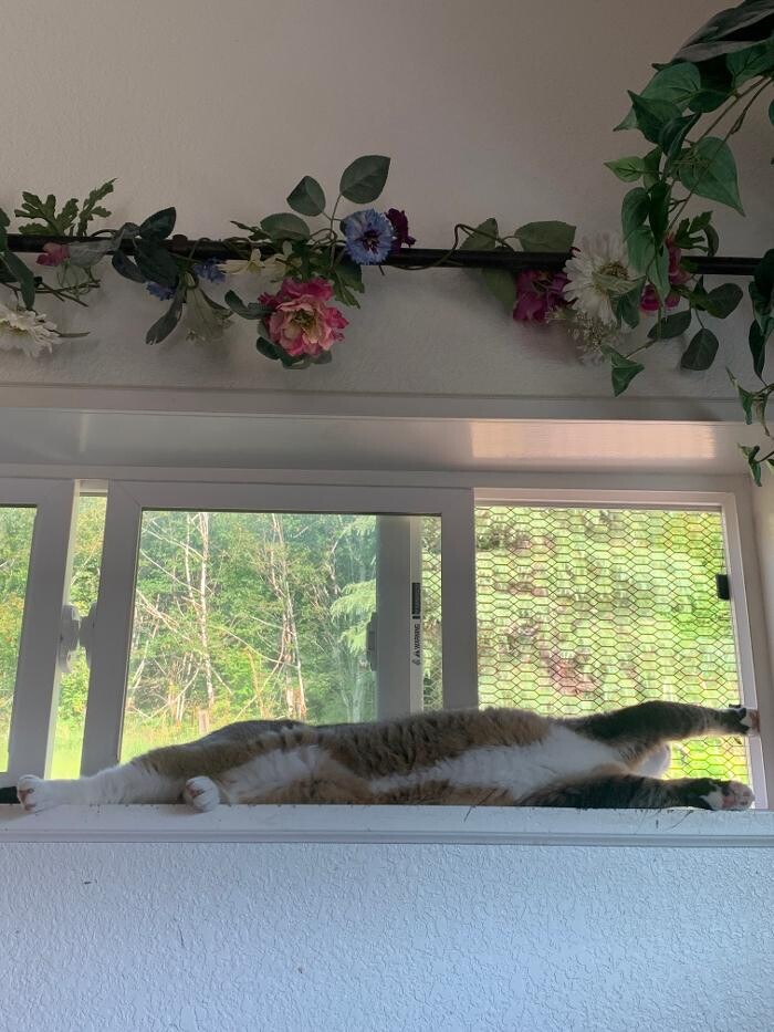 Images The Country Inn For Cats