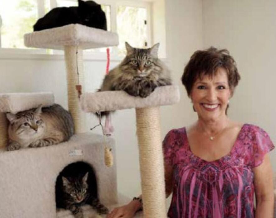 Images The Country Inn For Cats