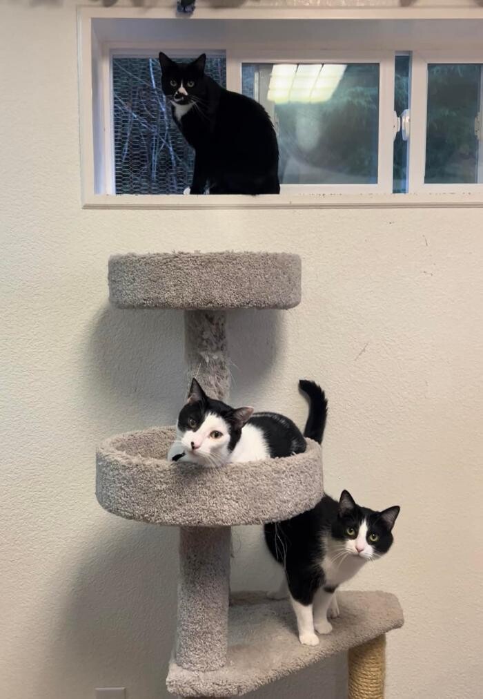 Images The Country Inn For Cats