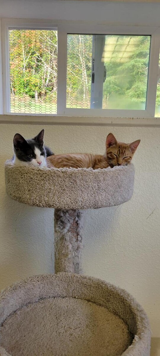 Images The Country Inn For Cats