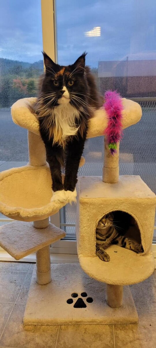 Images The Country Inn For Cats