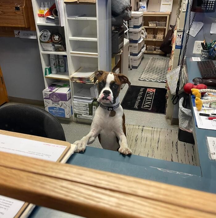 Images Emmaus Animal Hospital