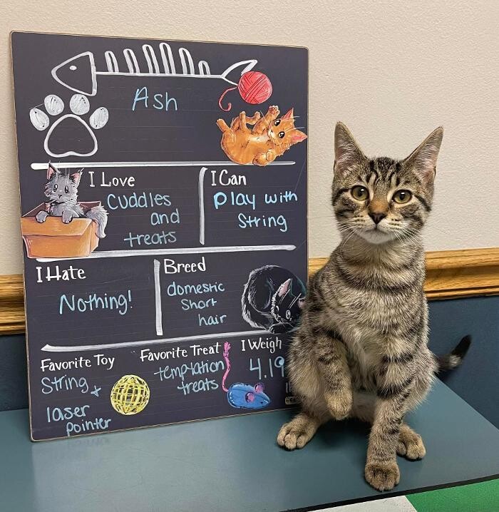 Images Emmaus Animal Hospital