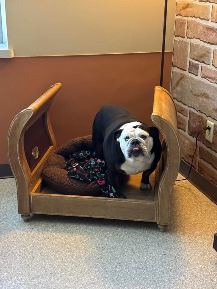 Images Spa Paw & Tail Premier Pet Resort
