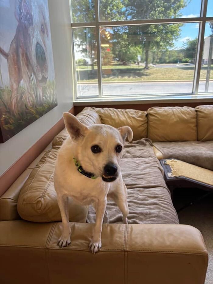Images Spa Paw & Tail Premier Pet Resort