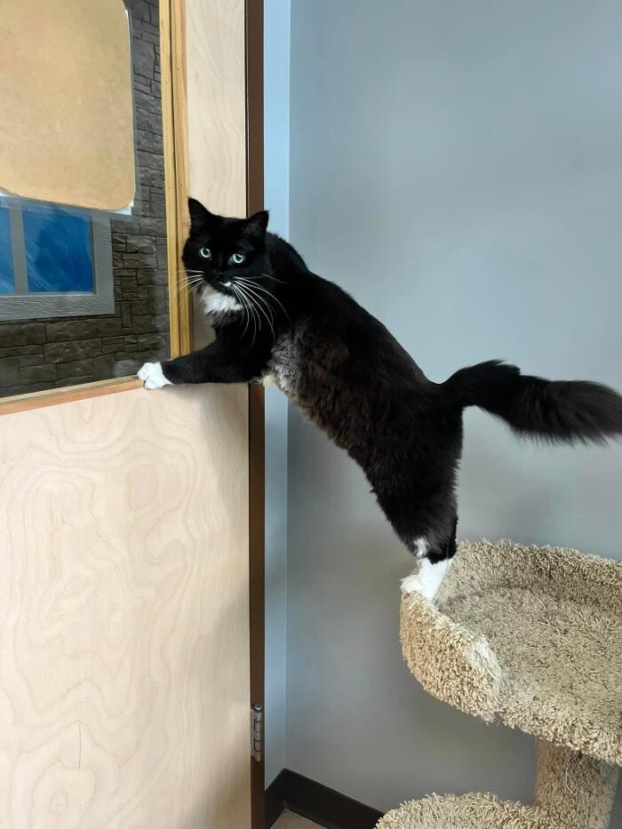Images Spa Paw & Tail Premier Pet Resort