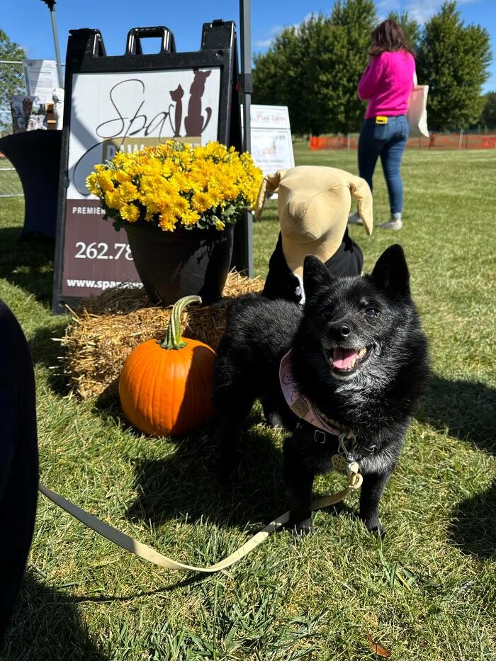 Images Spa Paw & Tail Premier Pet Resort