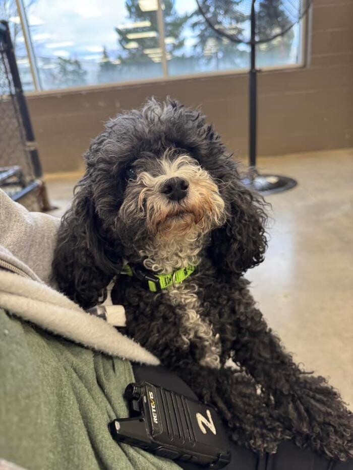 Images Spa Paw & Tail Premier Pet Resort