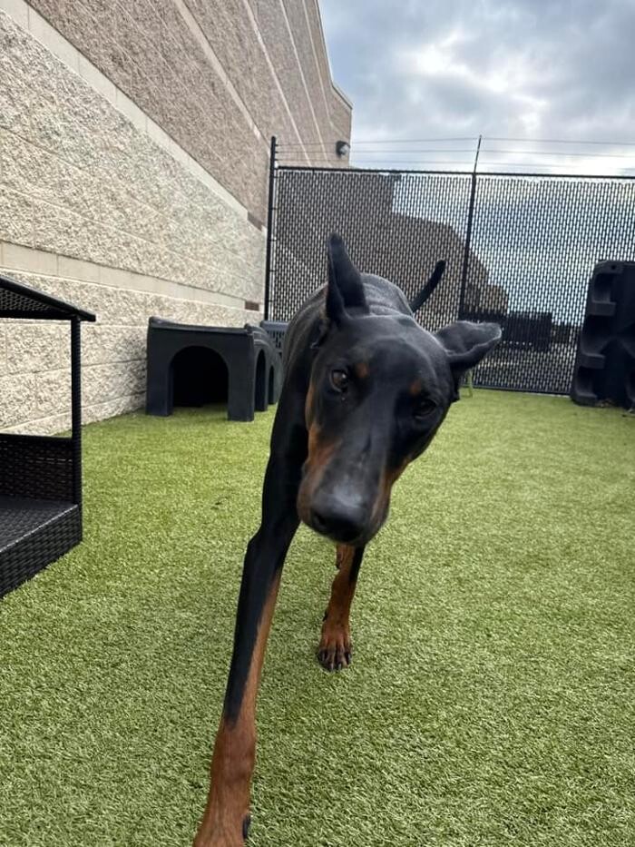 Images Spa Paw & Tail Premier Pet Resort