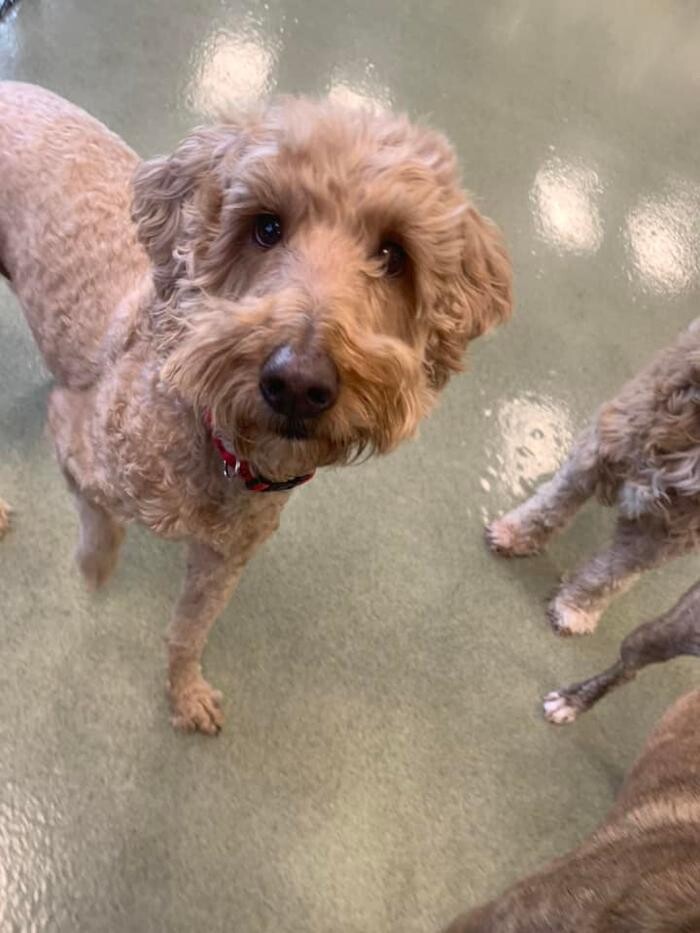 Images Spa Paw & Tail Premier Pet Resort