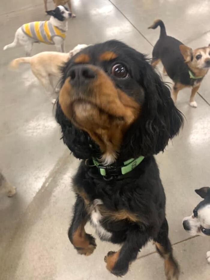 Images Spa Paw & Tail Premier Pet Resort