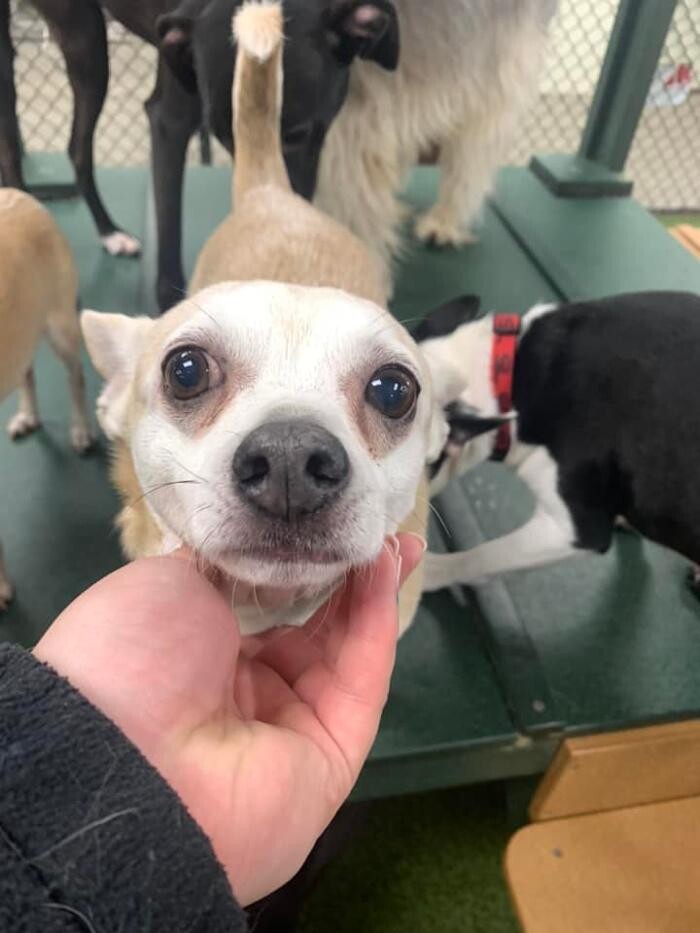 Images Spa Paw & Tail Premier Pet Resort