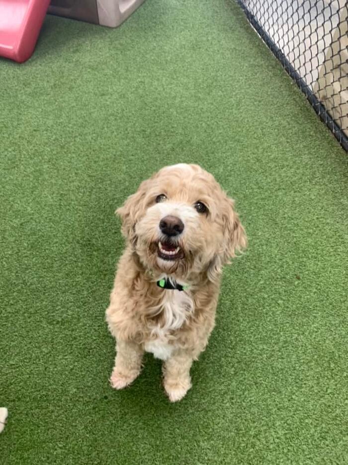 Images Spa Paw & Tail Premier Pet Resort