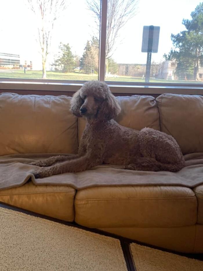 Images Spa Paw & Tail Premier Pet Resort