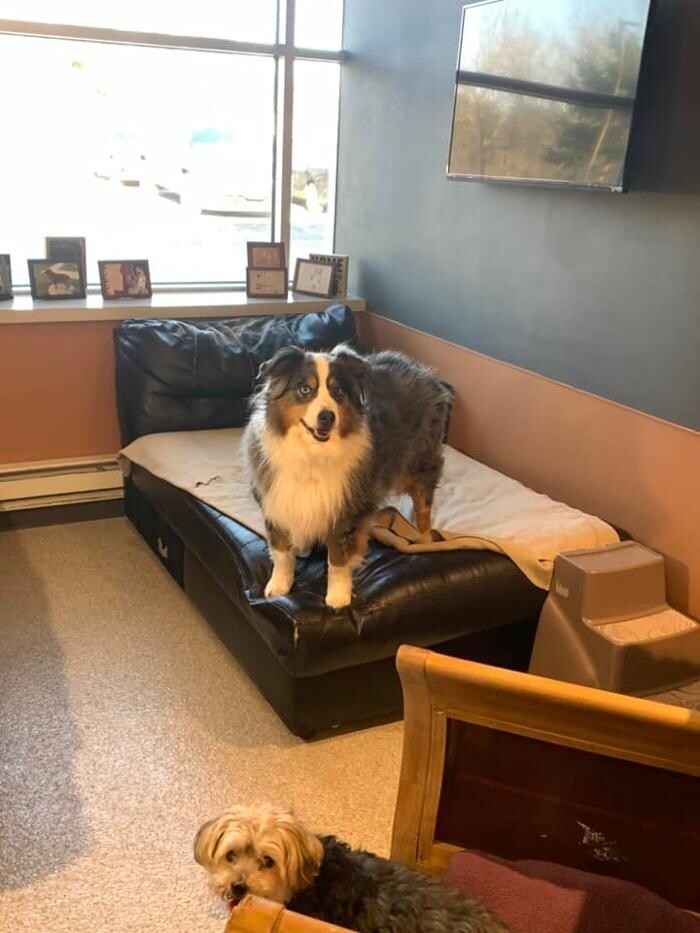 Images Spa Paw & Tail Premier Pet Resort