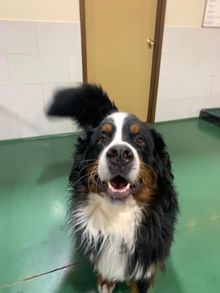 Images Spa Paw & Tail Premier Pet Resort