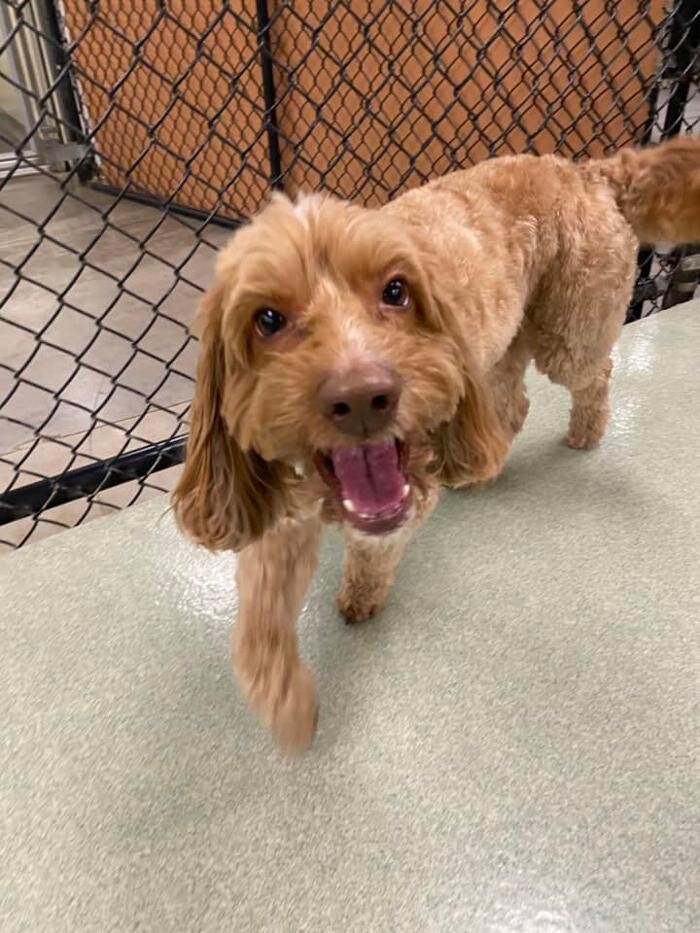 Images Spa Paw & Tail Premier Pet Resort