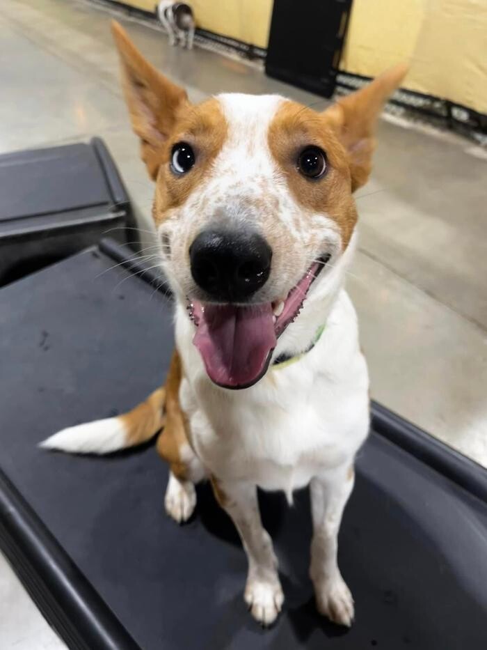 Images Spa Paw & Tail Premier Pet Resort