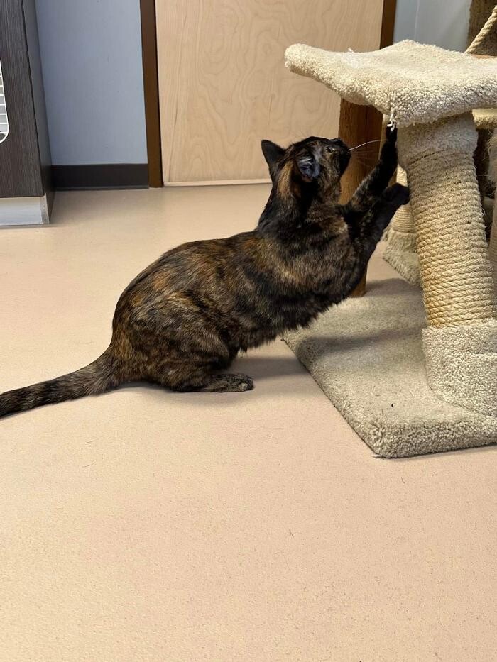 Images Spa Paw & Tail Premier Pet Resort