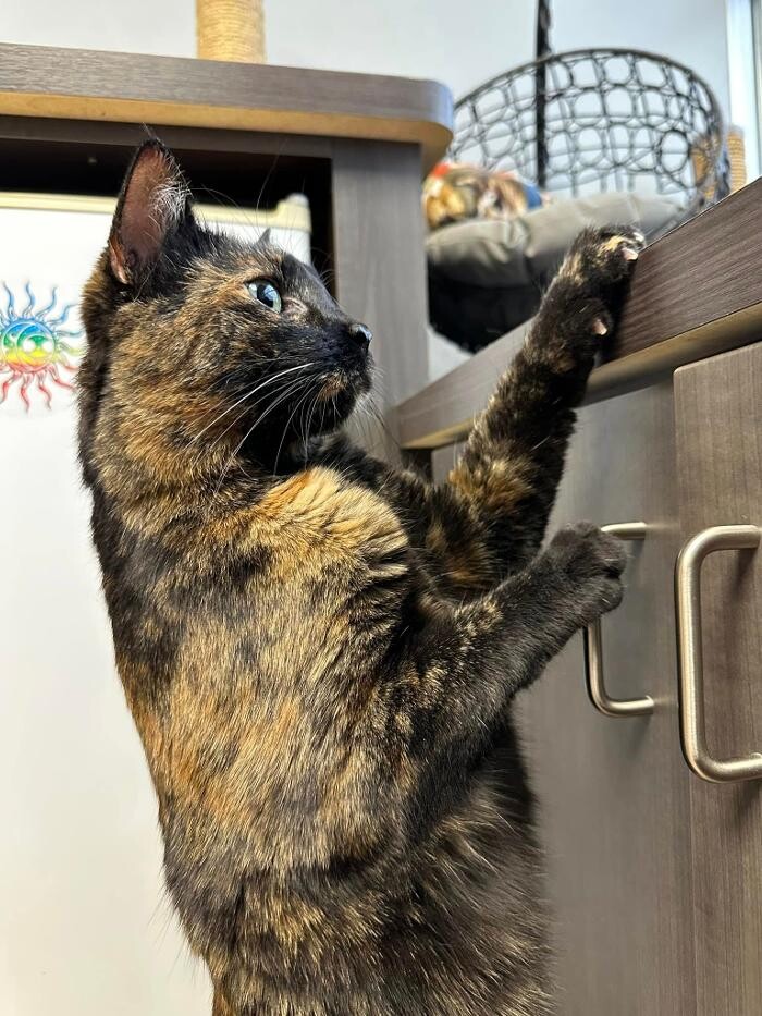 Images Spa Paw & Tail Premier Pet Resort