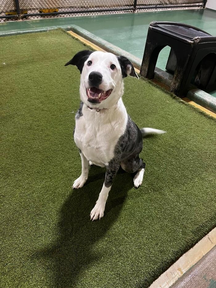 Images Spa Paw & Tail Premier Pet Resort