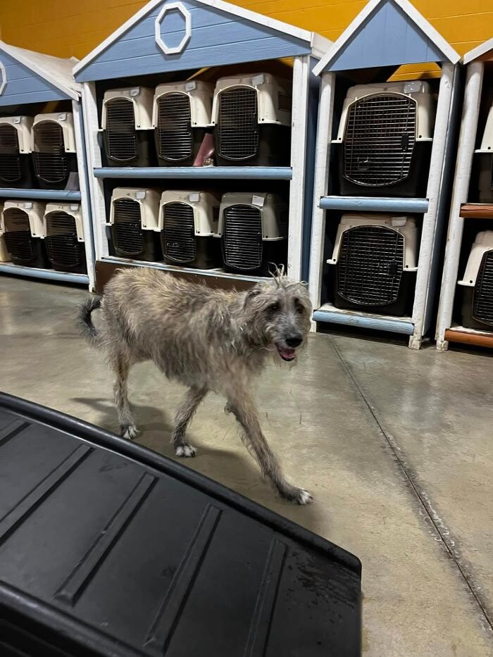 Images Spa Paw & Tail Premier Pet Resort