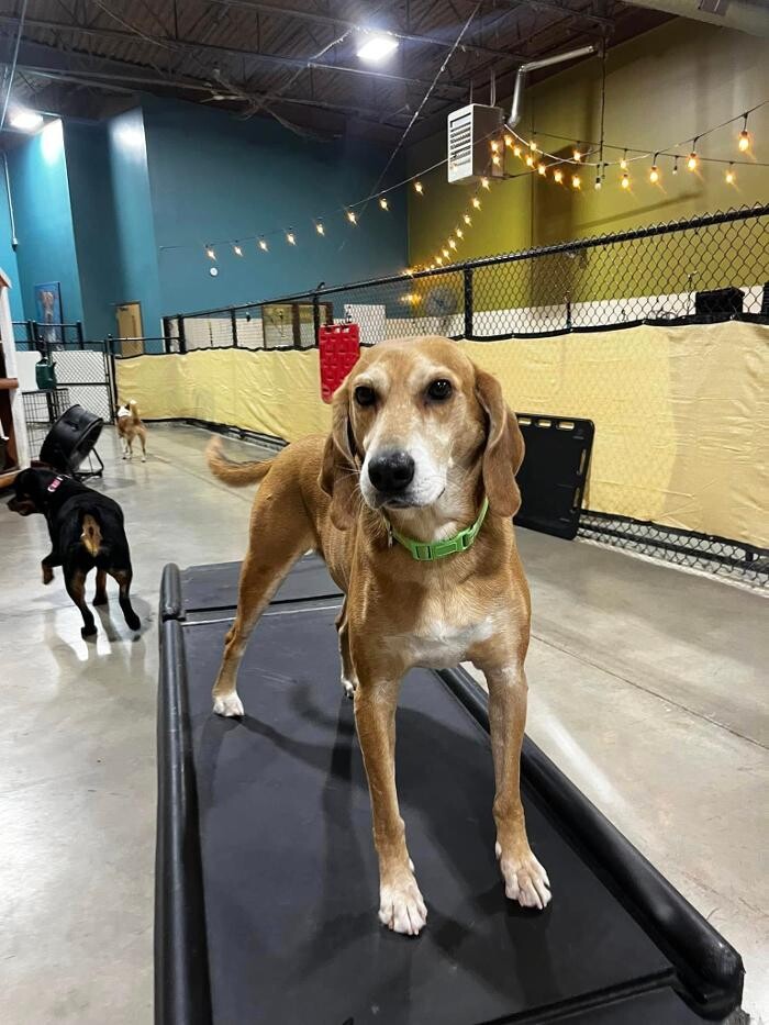 Images Spa Paw & Tail Premier Pet Resort