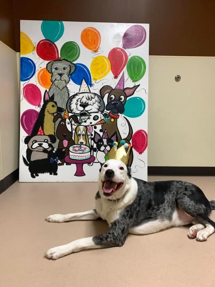 Images Spa Paw & Tail Premier Pet Resort