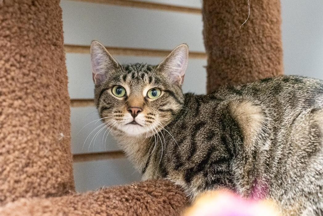 Images Spa Paw & Tail Premier Pet Resort