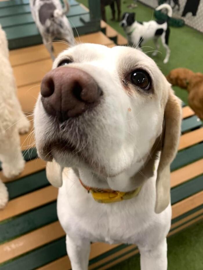 Images Spa Paw & Tail Premier Pet Resort