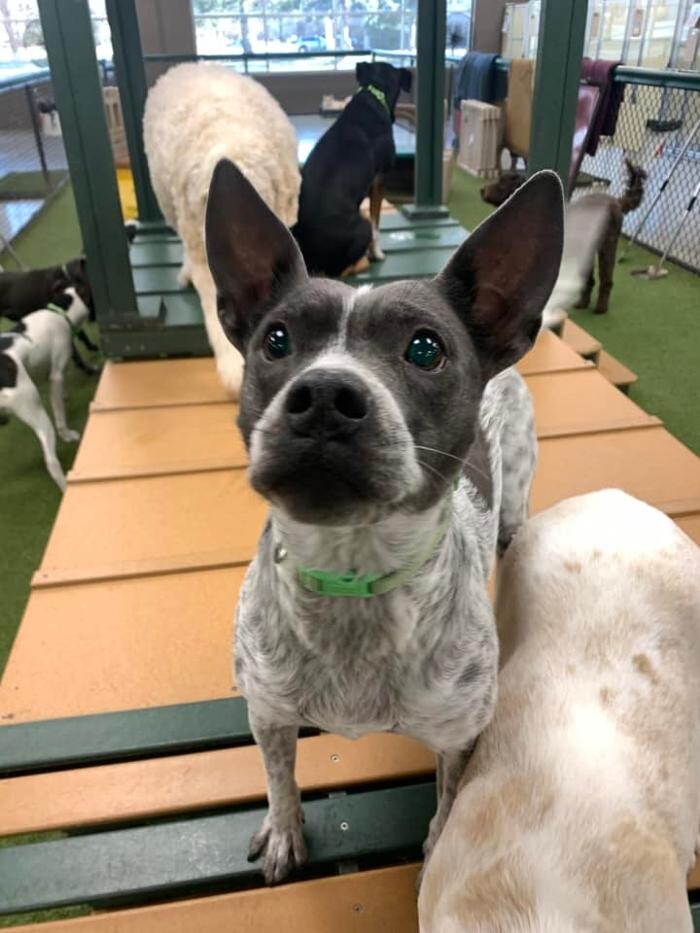 Images Spa Paw & Tail Premier Pet Resort