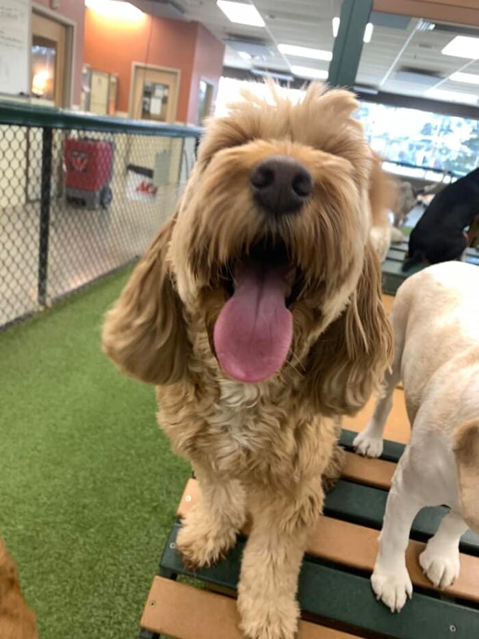 Images Spa Paw & Tail Premier Pet Resort