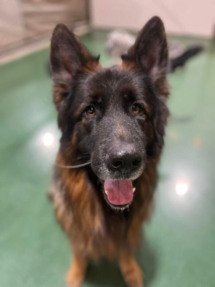 Images Spa Paw & Tail Premier Pet Resort