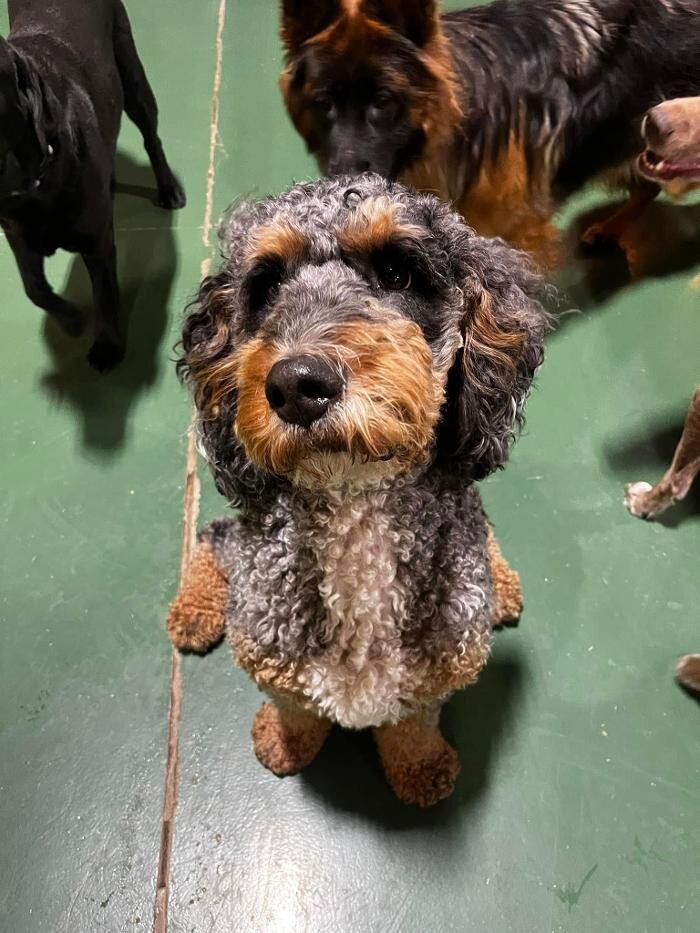 Images Spa Paw & Tail Premier Pet Resort
